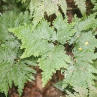 Selaginella haematodes (Kunze) Spring